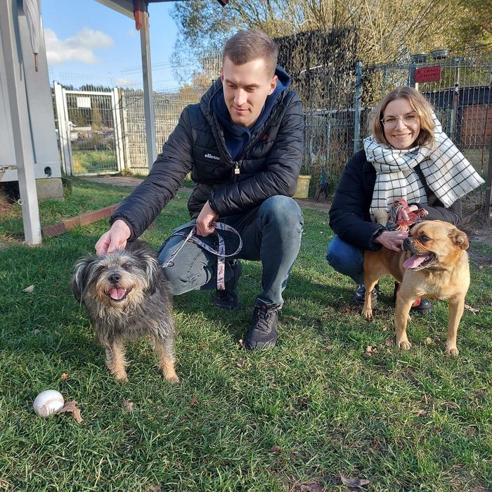 Mila sunia w typie sznaucerki