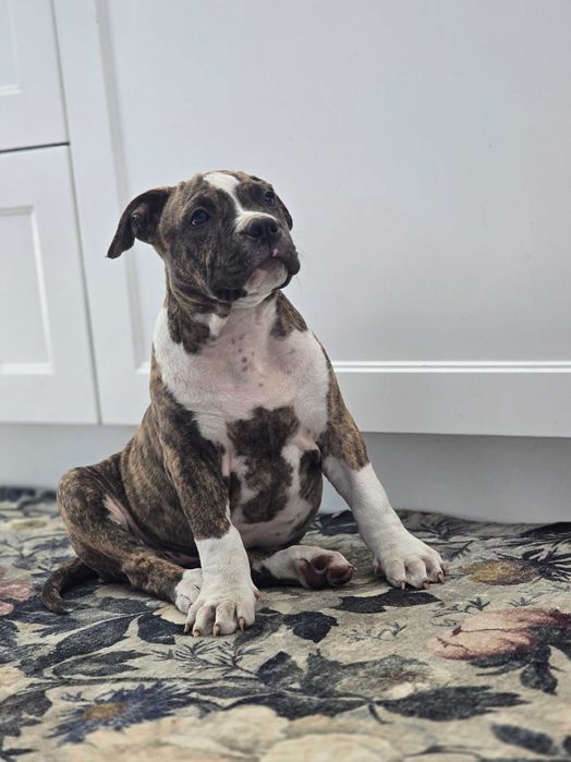 American staffordshire terrier Amstaff FCI ZKwP z rodowodem