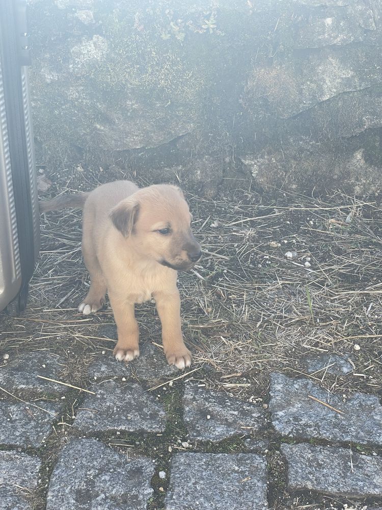 Cachorrinhos para adoção