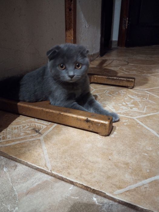 Продам шотландскую кошечку.