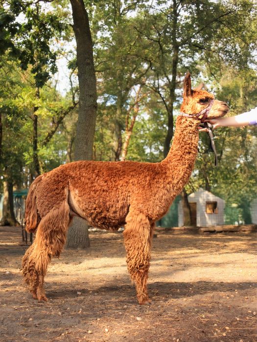 Alpaka samiec suri