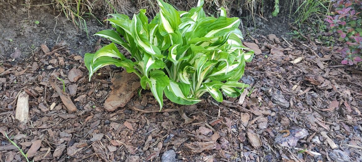 Hosta Funkia ,,,