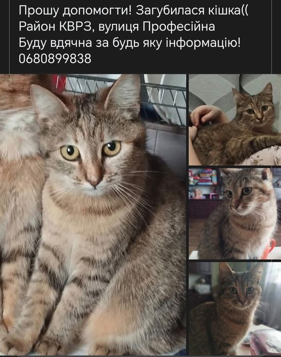 Котики та кошенята шукають родину