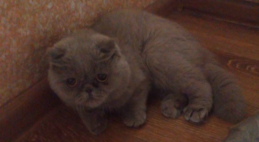 Шотланський веслоухий кіт