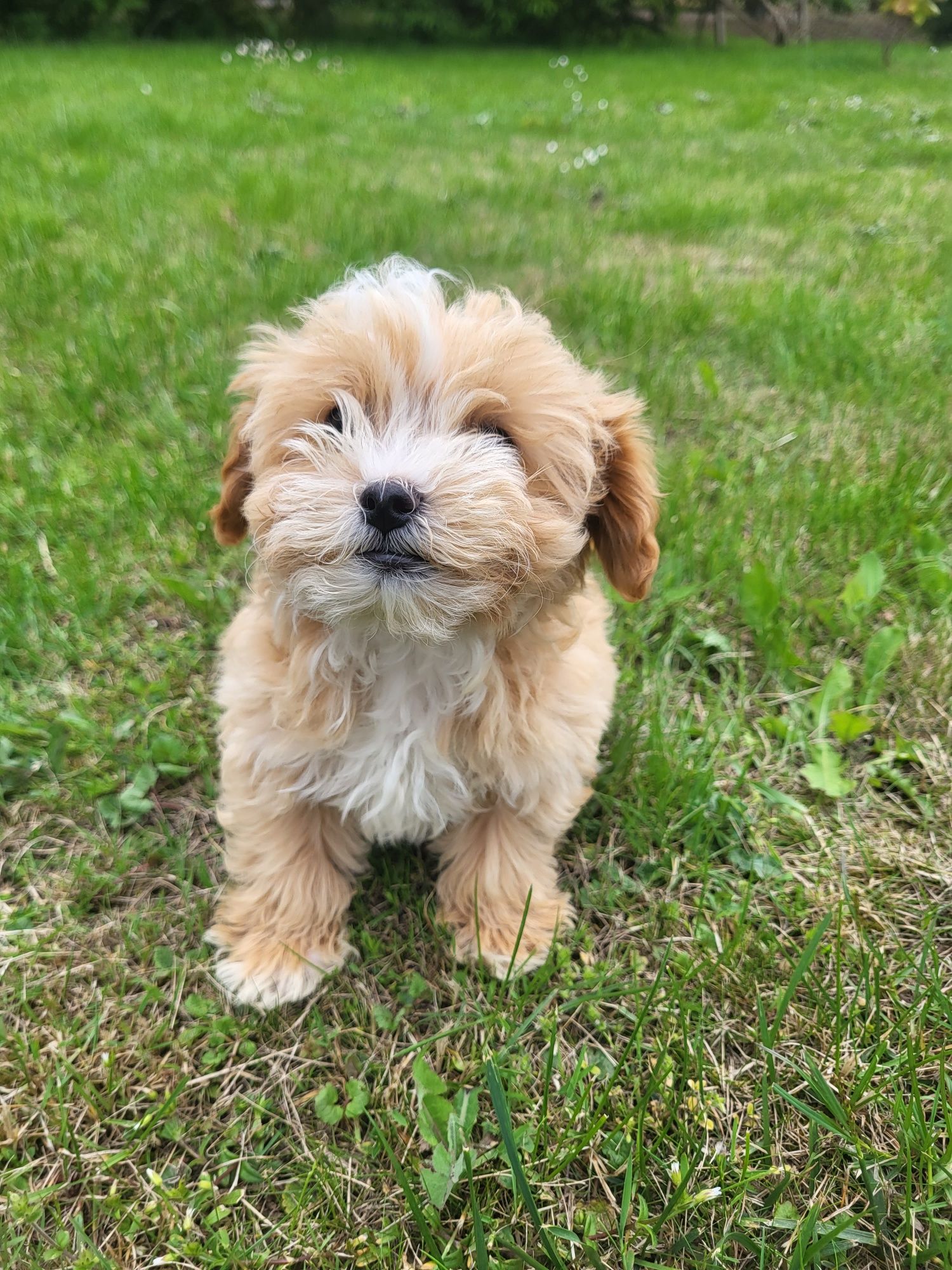 Śliczna sunia Maltipoo