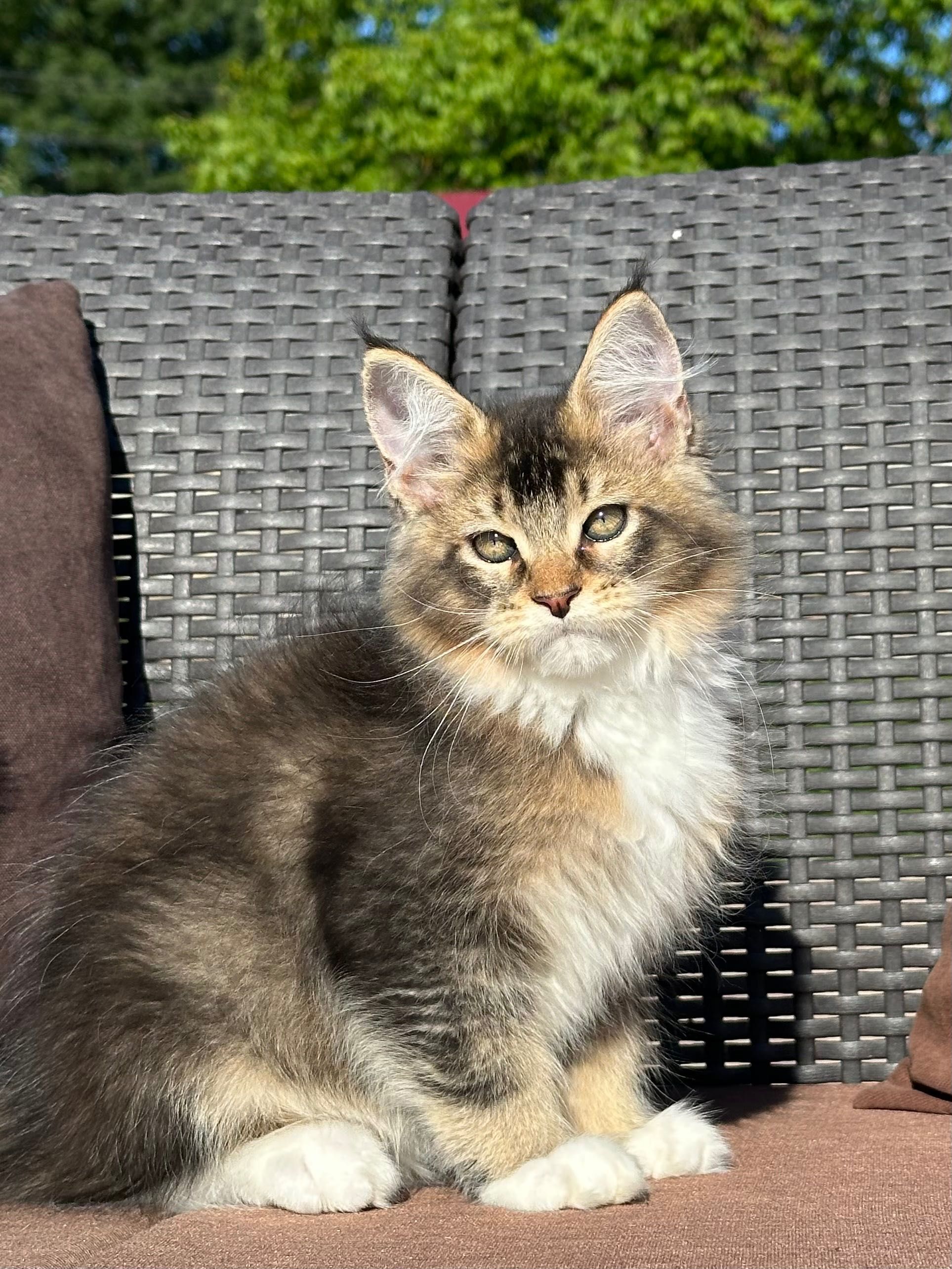 Stark-kocurek Maine Coon