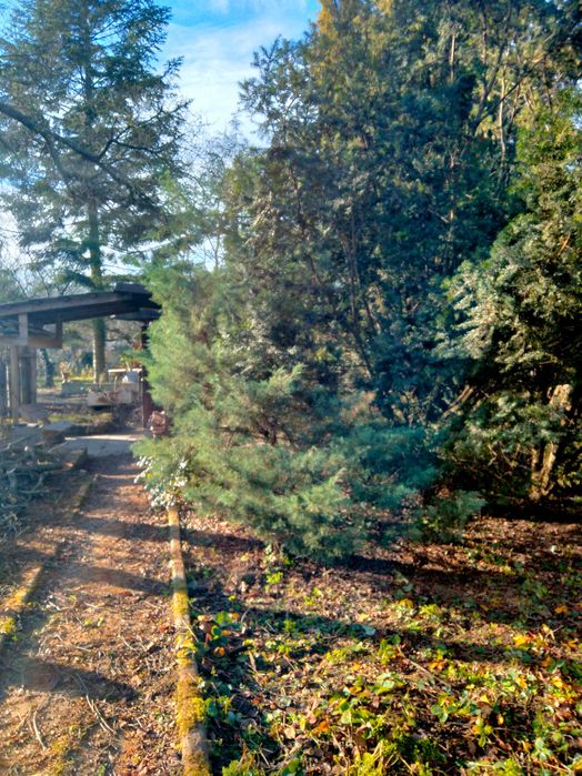 Sprzedam Działkę ROD Siekierki Warszawa