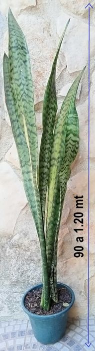 Espadas-de-São-Jorge