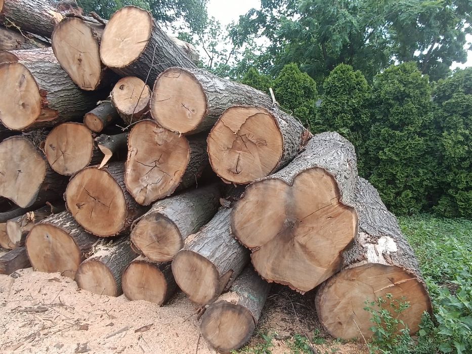 brusy monolity kantówki foszty dębowe tarcica dębowa