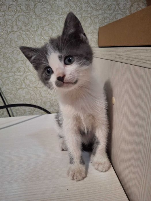 Котенок, котик, кошеня Первомайськ