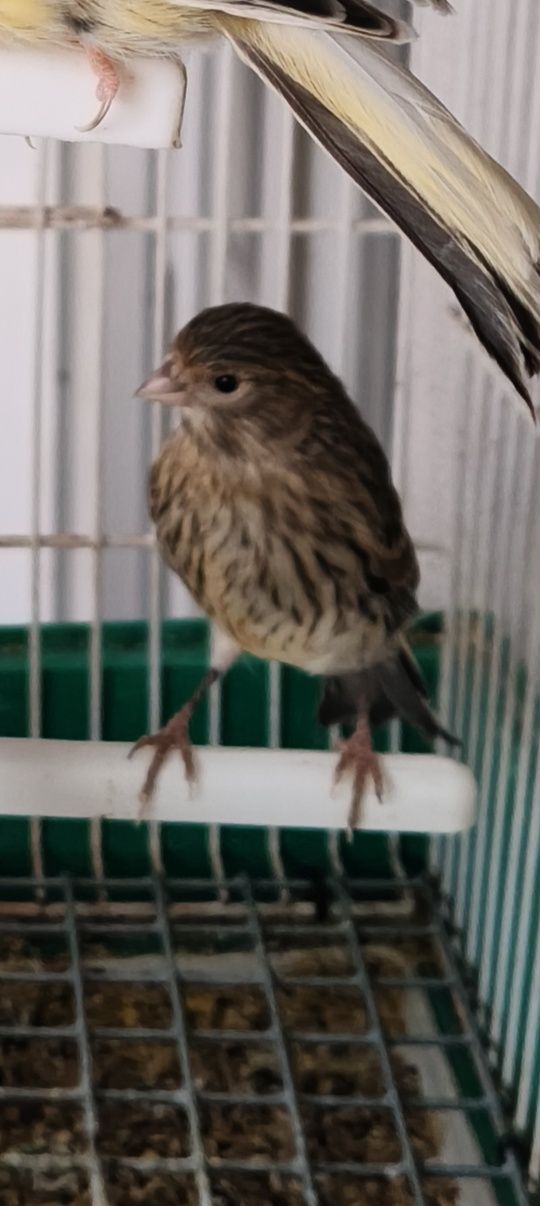 Vendo canários novos deste ano