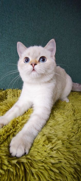 Szkocka koteczka szynszyla point wcf