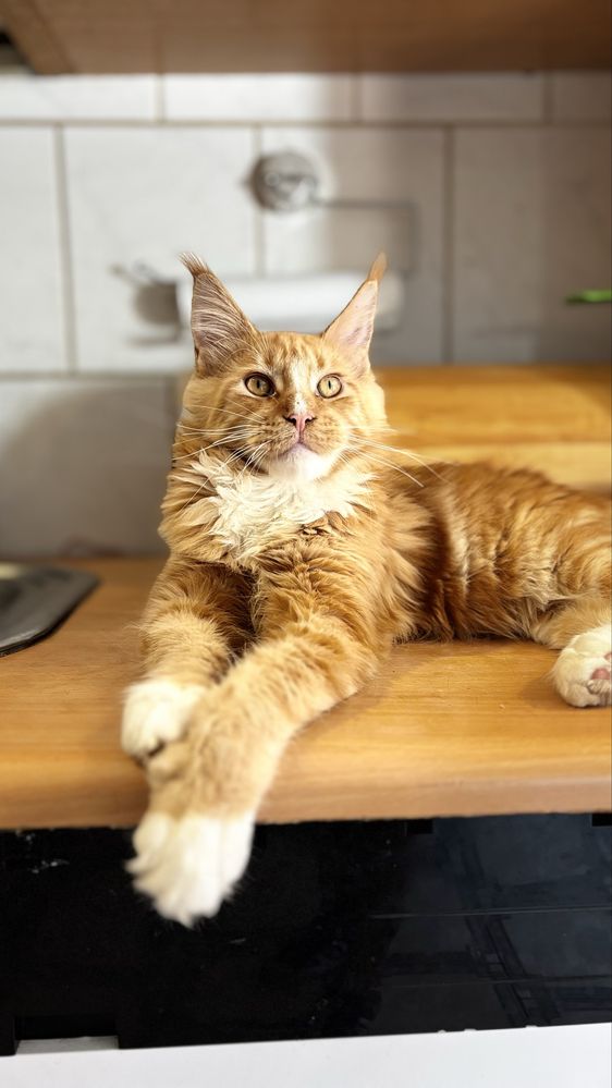 Kocurek Maine Coon gotowy do odbioru