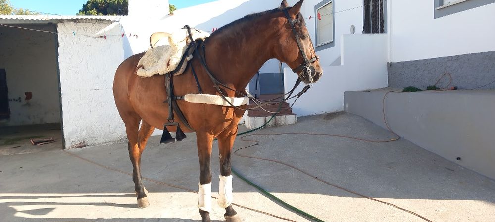 Cavalo castrado  ideal para crianças ou pessoas sem experiência