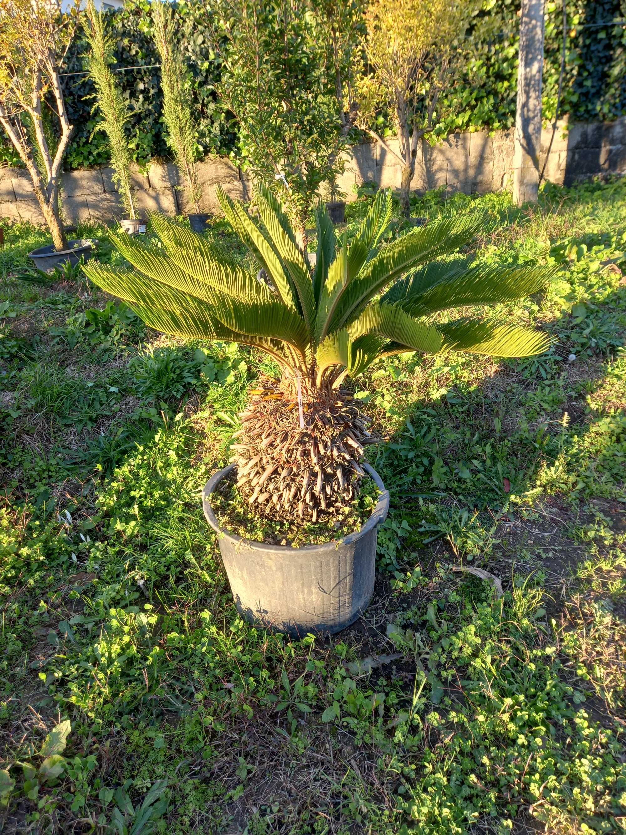 CAMPANHA 2021/2022 - Palmeiras/Sicas/Yuccas Rostrata/Coqueiros/Plantas