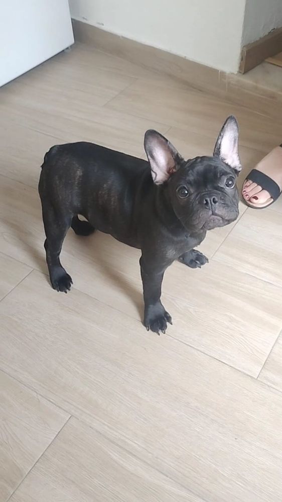 Bulldog francês   femea.