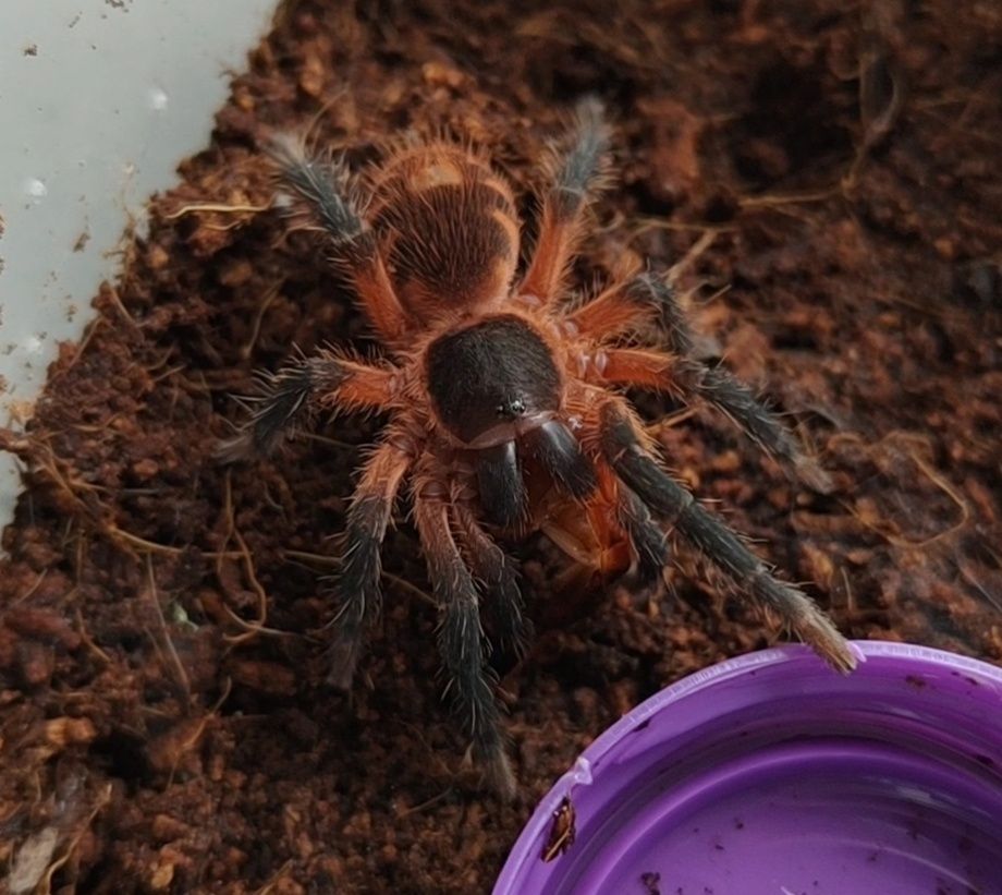 Davus sp. Panama L1/2