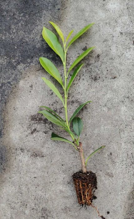 Laurowiśnia wschodnia ‘Caucasica’ multipaleta sadzonki 20-40 cm