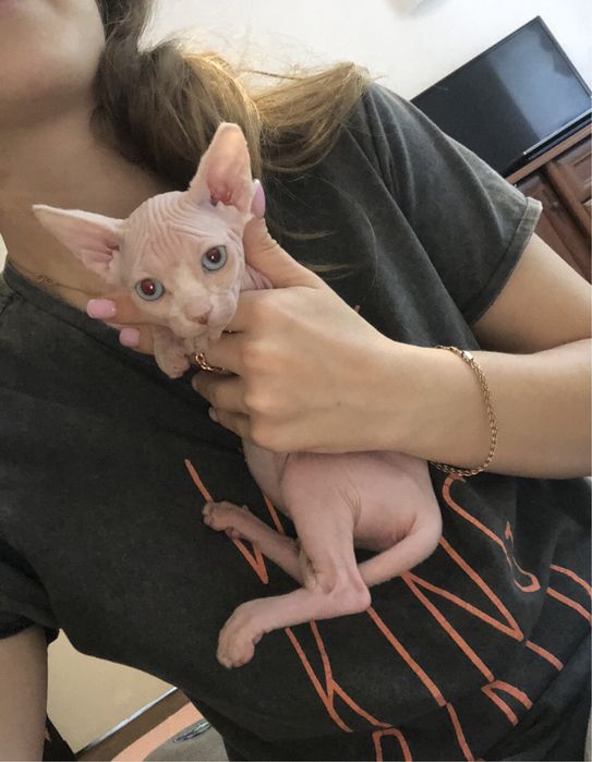 Біла поинт  сфинкс