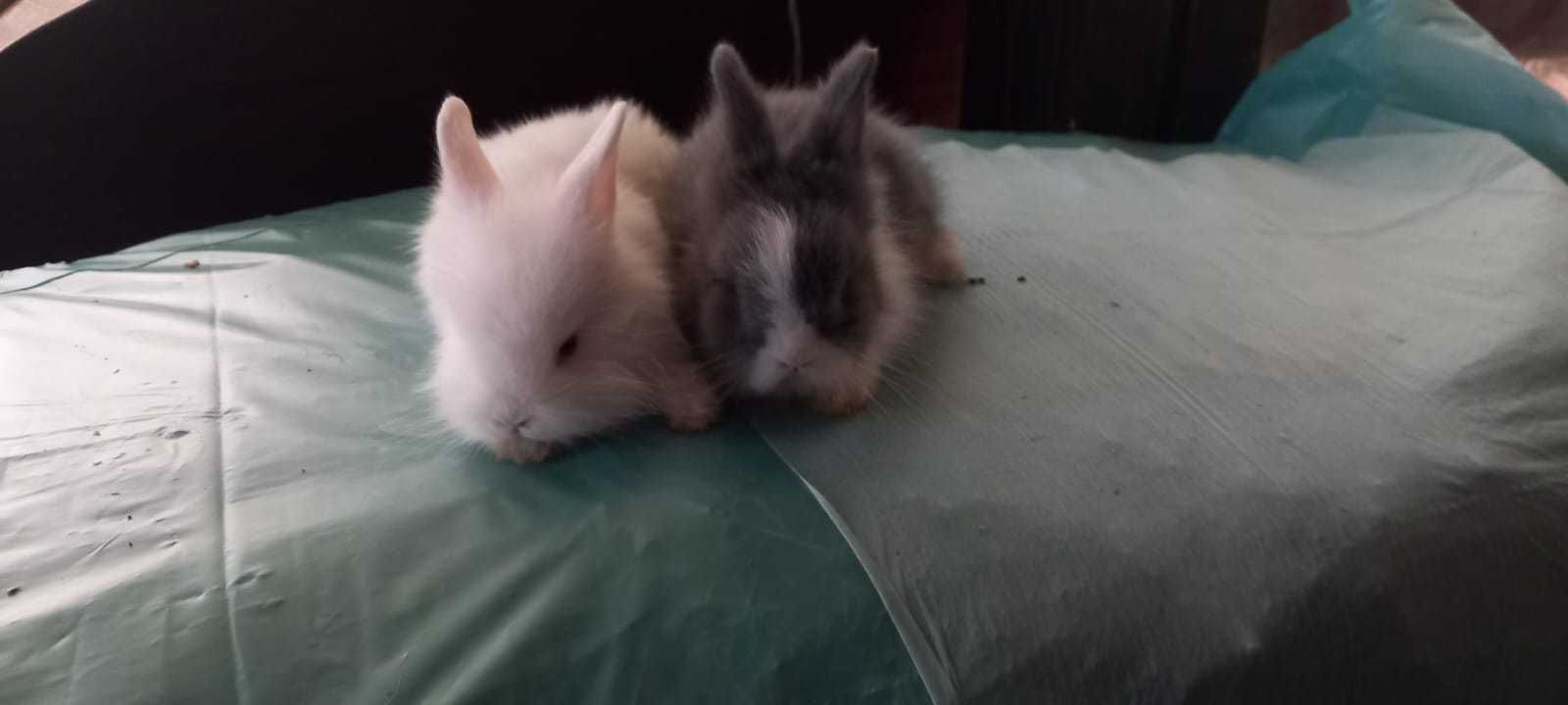 Coelhos anões de estimação muito fofinhos