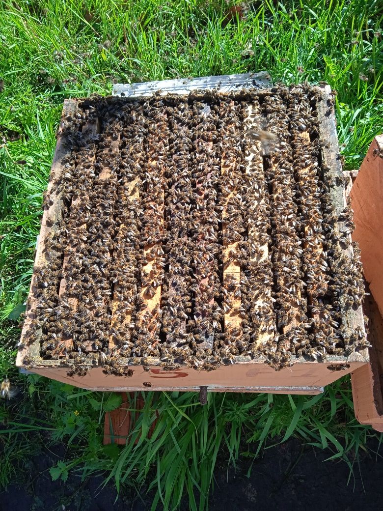 Enxames de abelhas