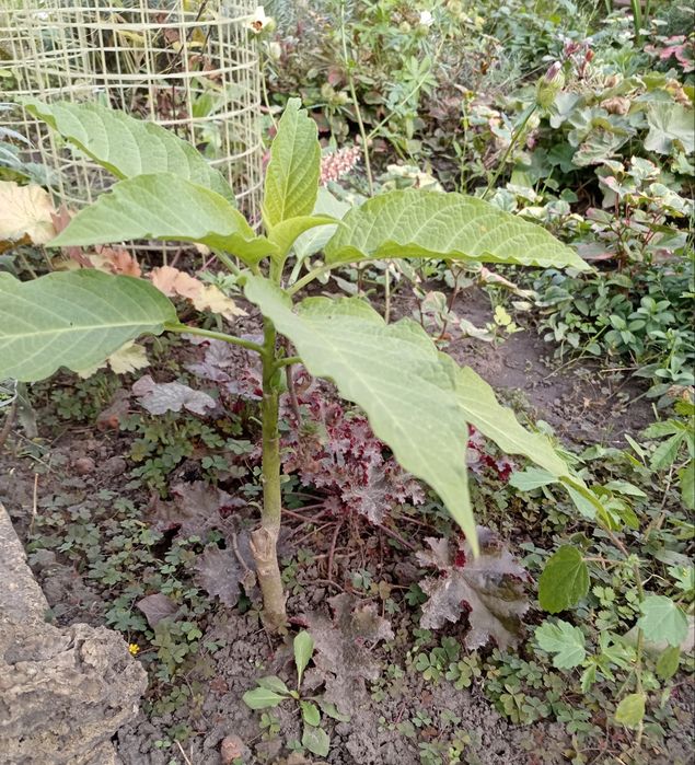 Продам бругмансiя - рожева