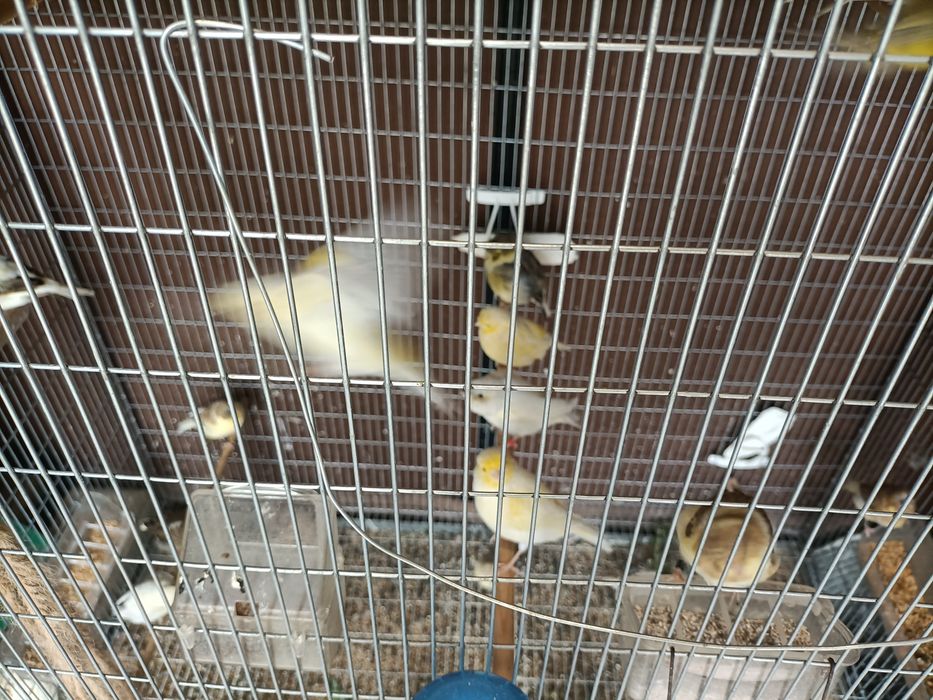 Canários várias raças