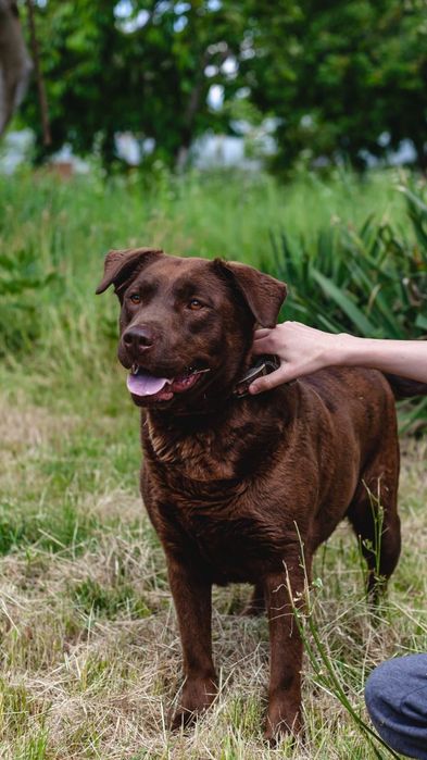 Лабрадор ретривер