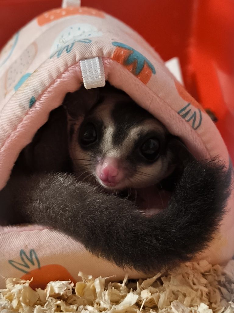 Petauro Fêmea 9 meses