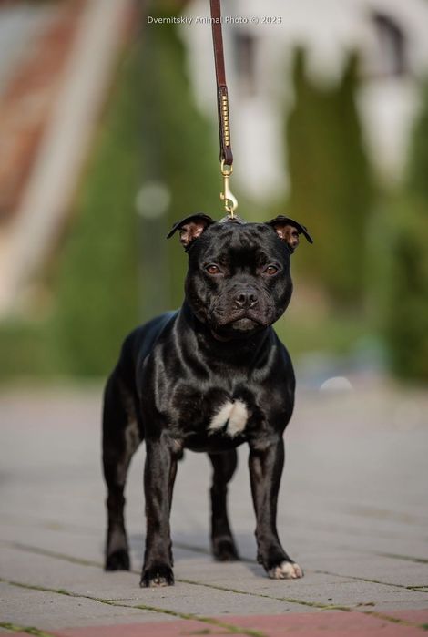 Стаффорширський бультерер