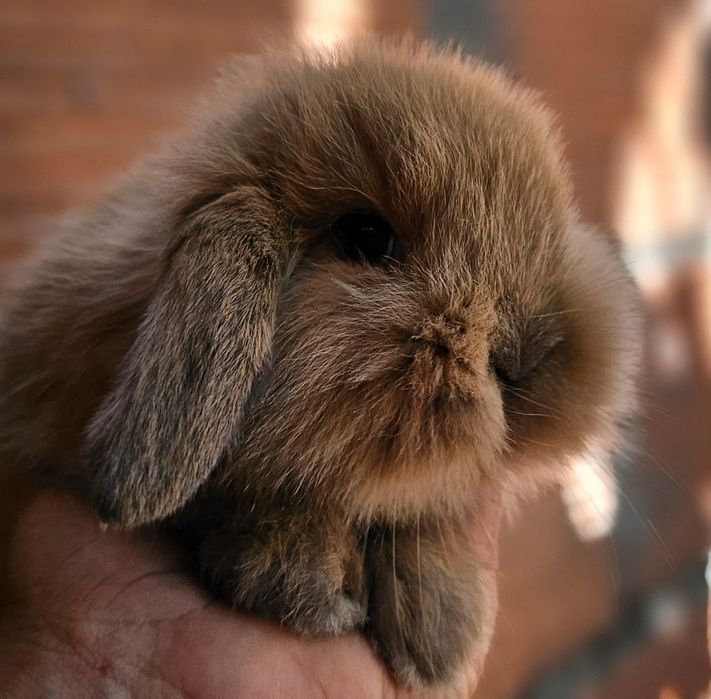 Coelho anao mini lion, mini holandes e mini lop