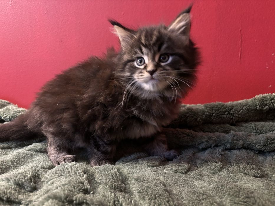Kocurek Maine coon z rodowodem FPL