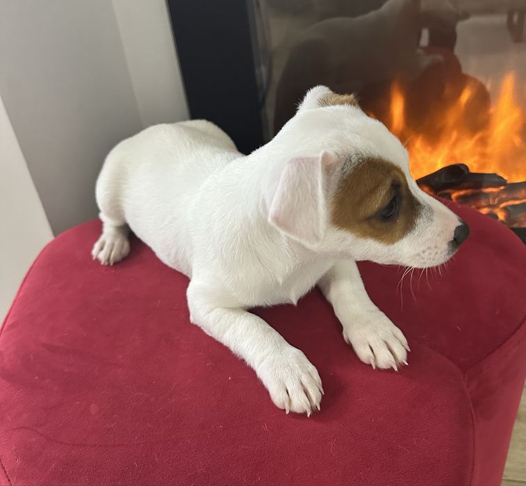 Suczka Jack Russell z Rodowodem trzymiesieczna