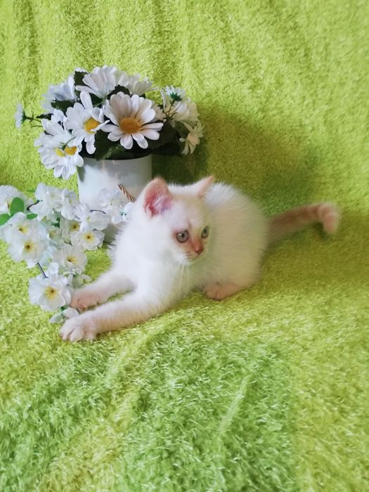 Kot koty kocięta kotki brytyjski