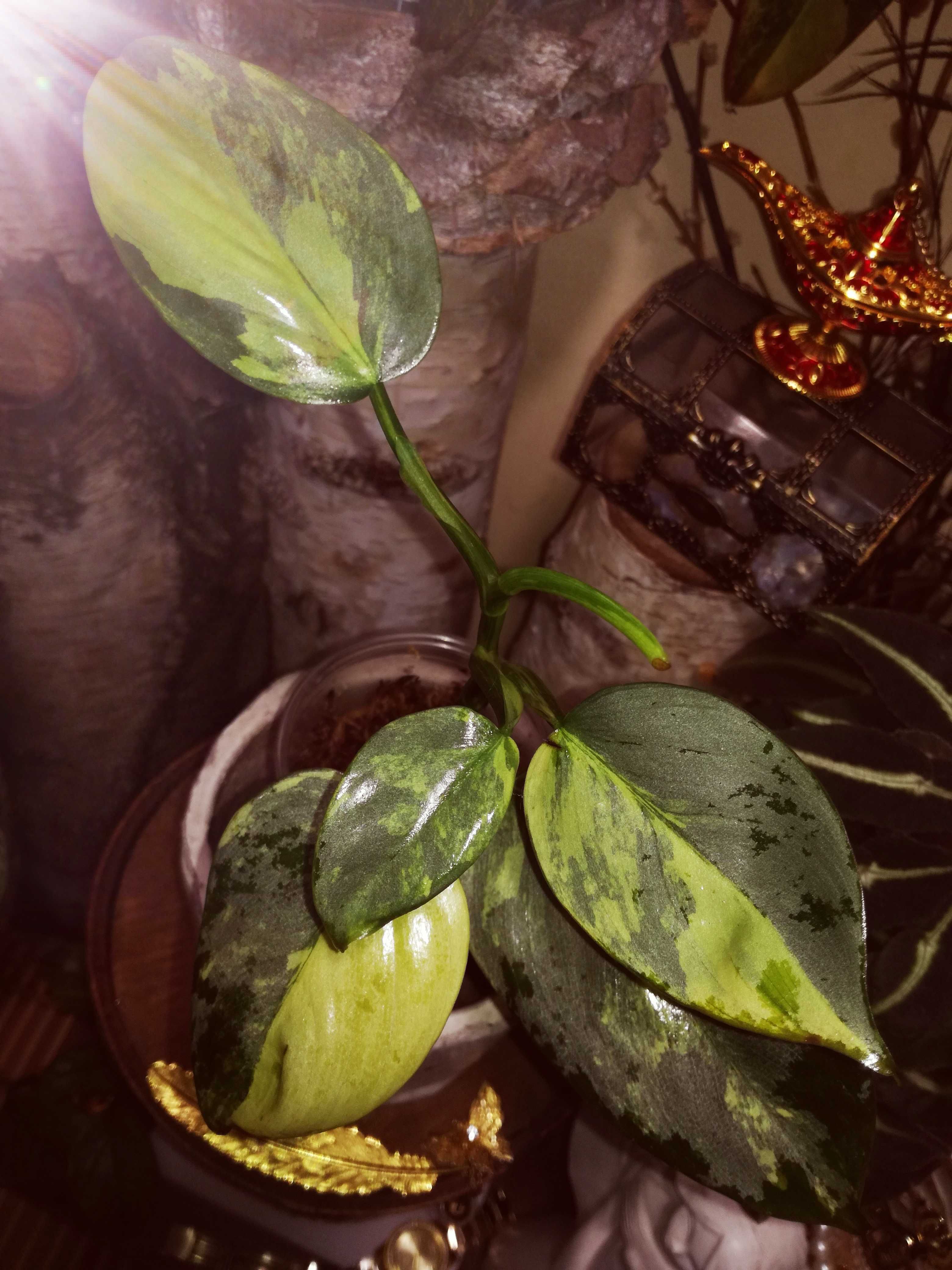 Philodendron Hastatum Silver Sword Variegata filodendron monstera