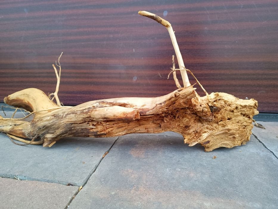 Gruby, naturalny konar do terrarium
