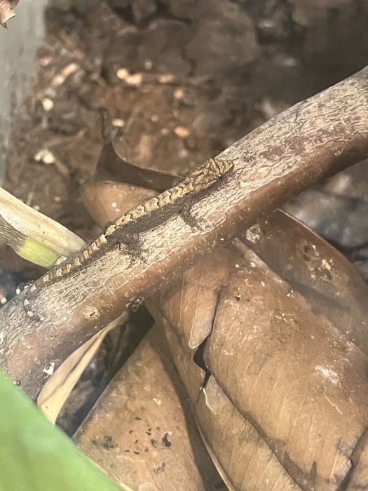 Male jaszczurki gekon placzacy gecko