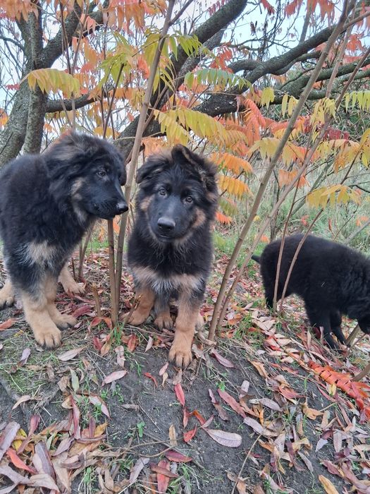 Owczarek niemiecki długowłosy śliczne szczenięta