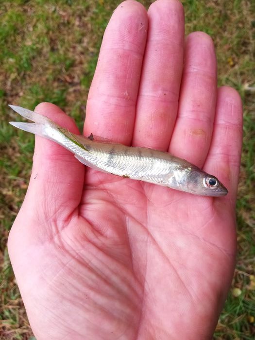 Sandacz narybek ok.  10 cm.