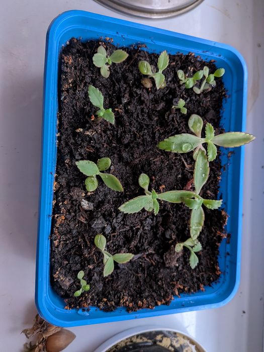 Żyworódka sadzonka oddam