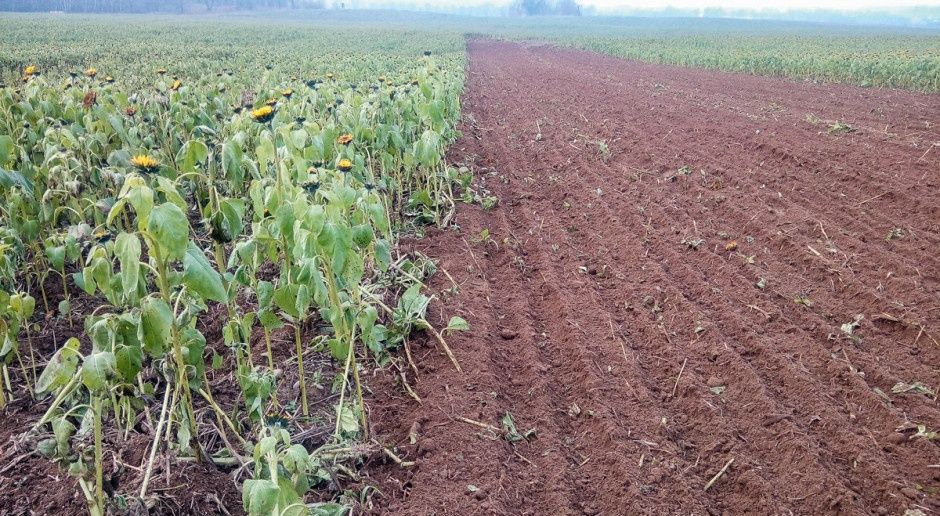 Siew jednoprzejazdowy Tygrys. Strip Till  Zboża, Strączkowe, Kukurydza