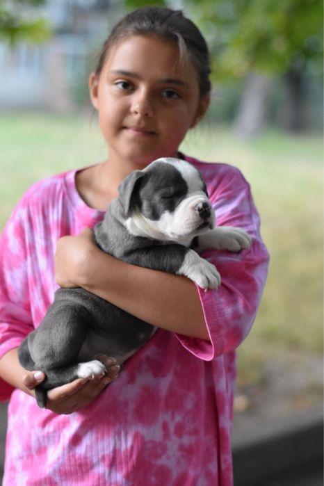 Дуже гарний та міцний хлопчик стафф терьер!