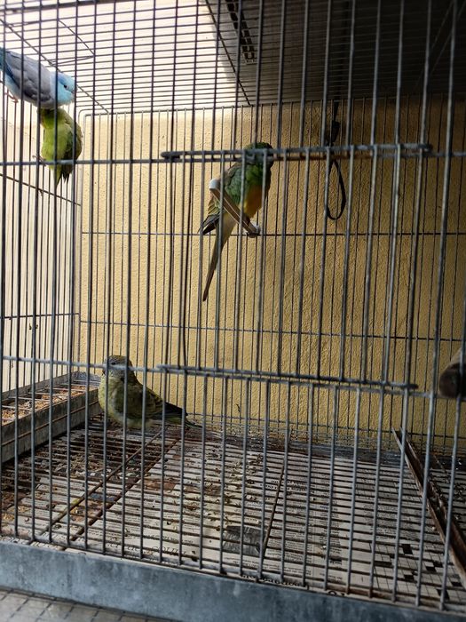 Casal de red rumper produtores