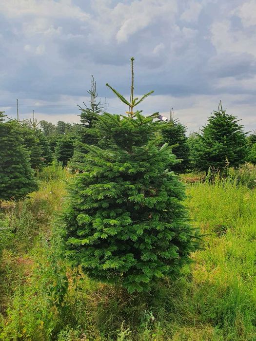 Jodła Kaukaska cięta lub w donicy 200 - 250 cm Premium / TuChoinki.pl