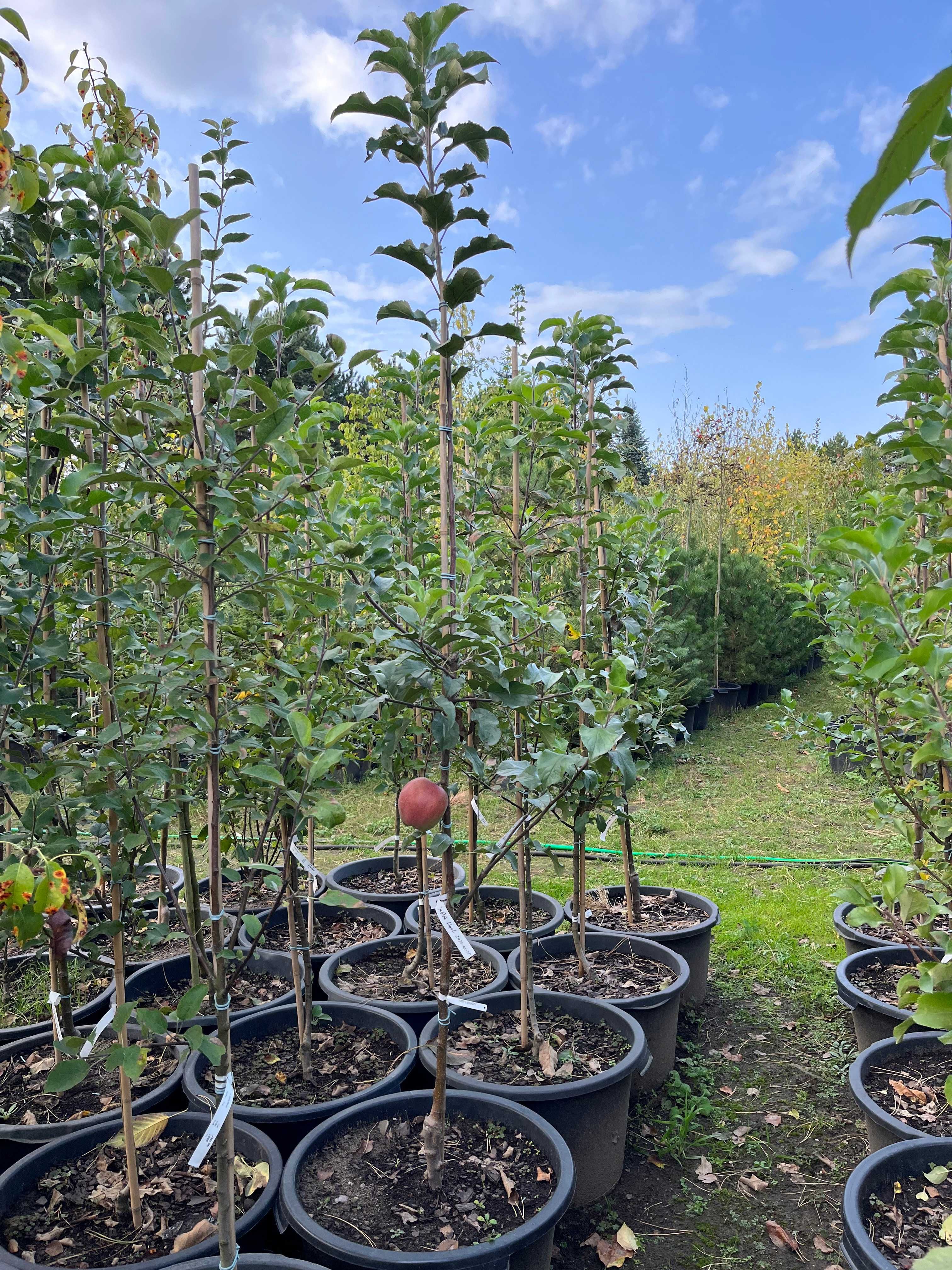 Jabłoń 'Golden Delicious' 180-200 cm wys. Drzewa Owocowe Leszno wlkp.