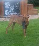Rhodesian Ridgeback LIKWIDACJA HODOWLI HUGO piesek po Championach