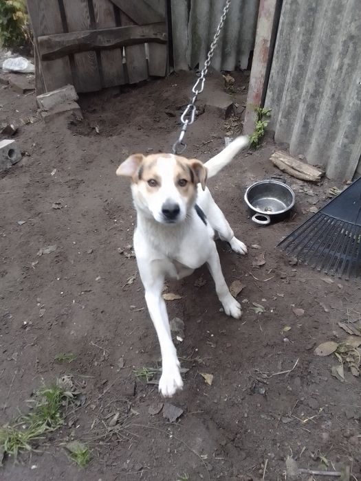 Вітдам песика 1 рік