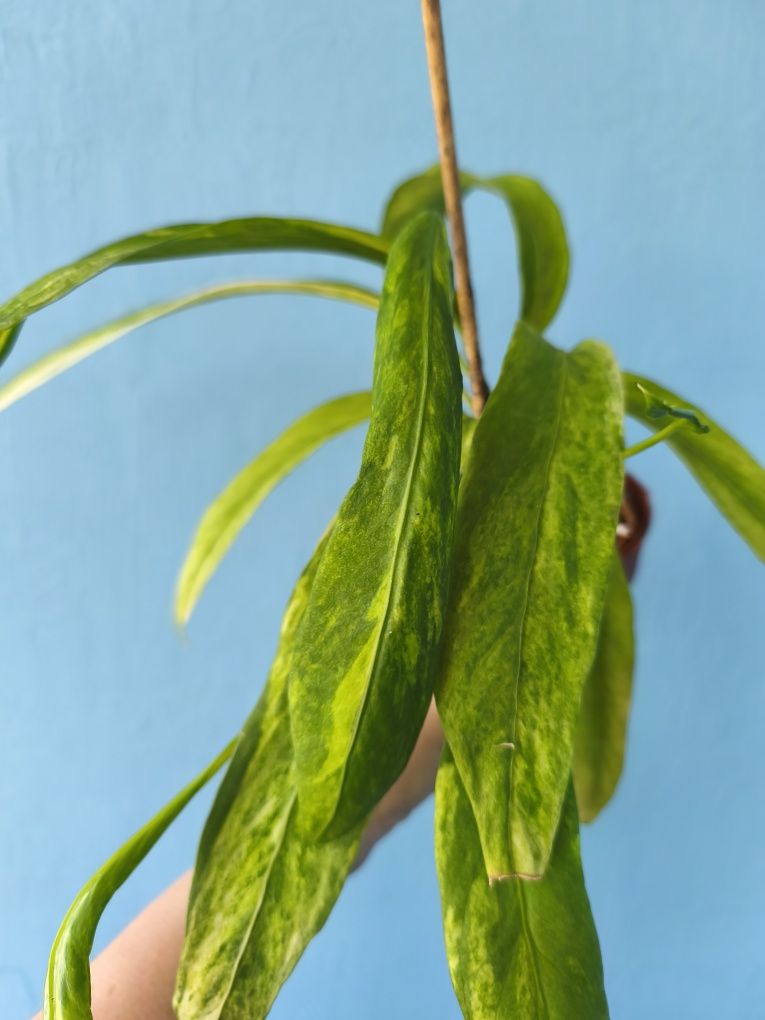 Антуріум Vittarifolium variegata