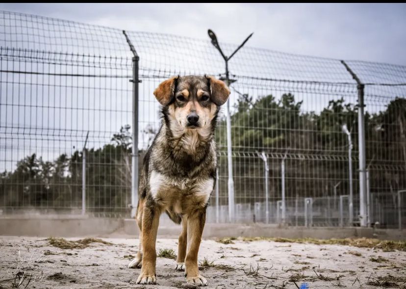 Skrzywdzona przez człowieka, potrzebuje pomocy żeby przełamać strach