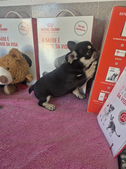 Bulldog Francês Macho Black tan Criadora Registada PT 3088 FL